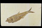 Detailed, Fossil Fish (Diplomystus) Plate - Wyoming #113301-1